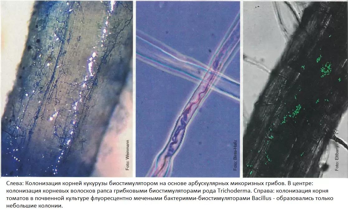3. Множество препаратов, множество функций.