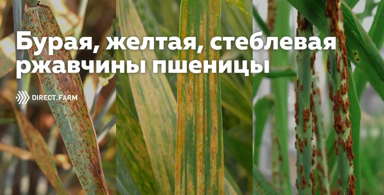 Ржавчины пшеницы