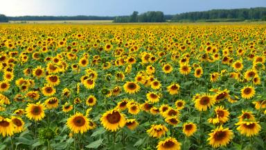 Иртыш ® сорт подсолнечника