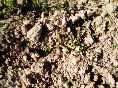 обработки семян клевера и тимофеевки.