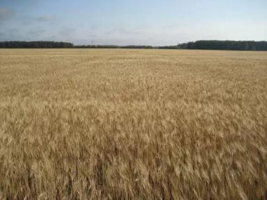 Омский корунд сорт пшеницы твердой яровой