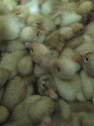 Особенности содержания утки