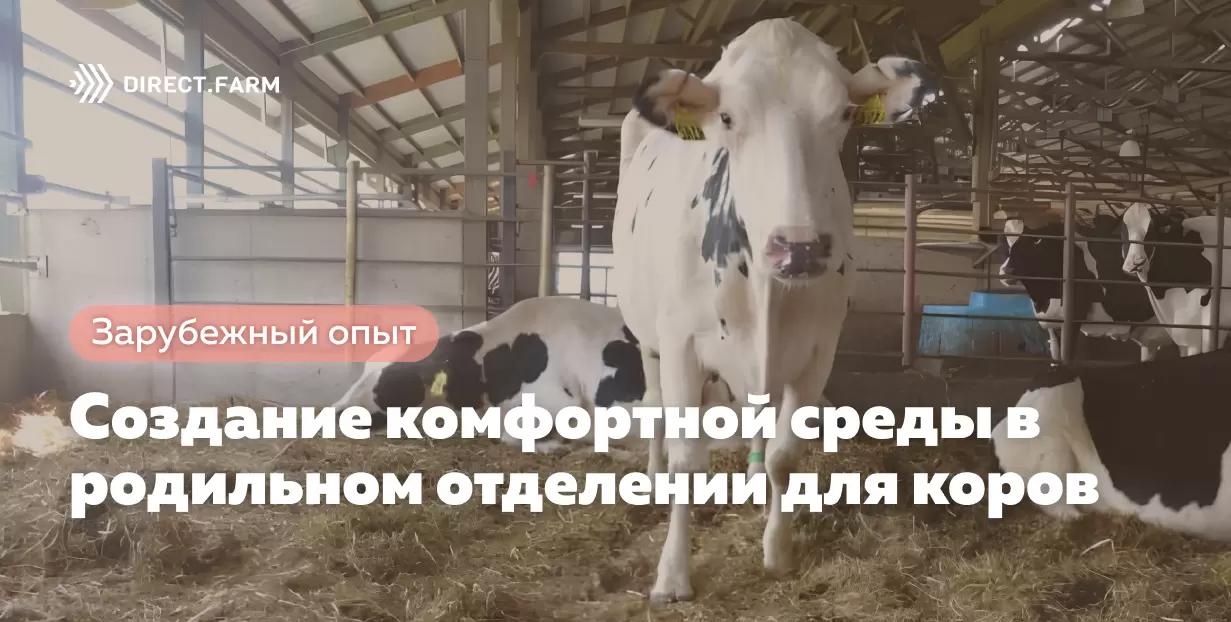 Создание комфортной среды в родильном отделении для коров