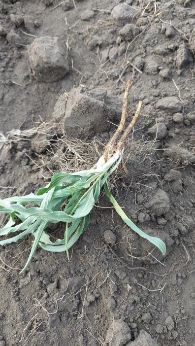 Что за сорняк?