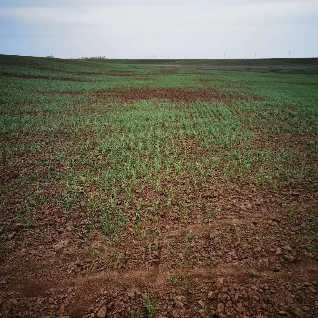 Почему на поле пшеницы появились проплешины?