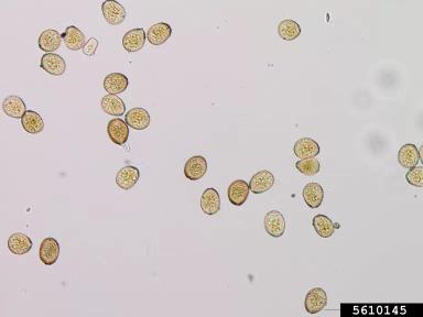 Ржавчина подсолнечника