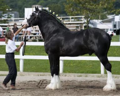 Шайр – порода лошадей 