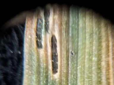 Вопросы из чатов: что с пшеницей?