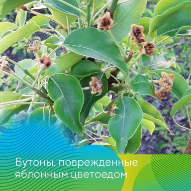 Обработки садов в ЦЧР