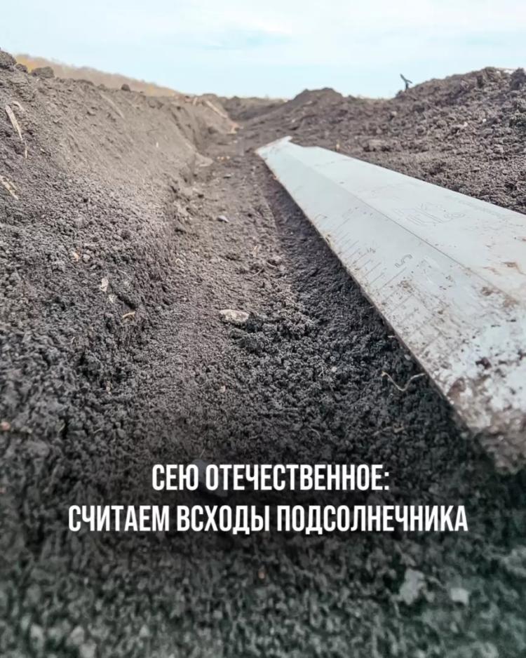 СЕЮ ОТЕЧЕСТВЕННОЕ: СЧИТАЕМ ВСХОДЫ ПОДСОЛНЕЧНИКА