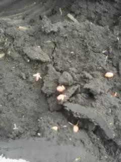 Подзимний посев миф или реальность.