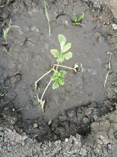 Почему гибнут арбузы?