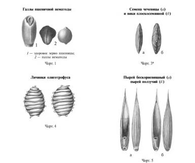 ГОСТ 12037-81 Чистота семян