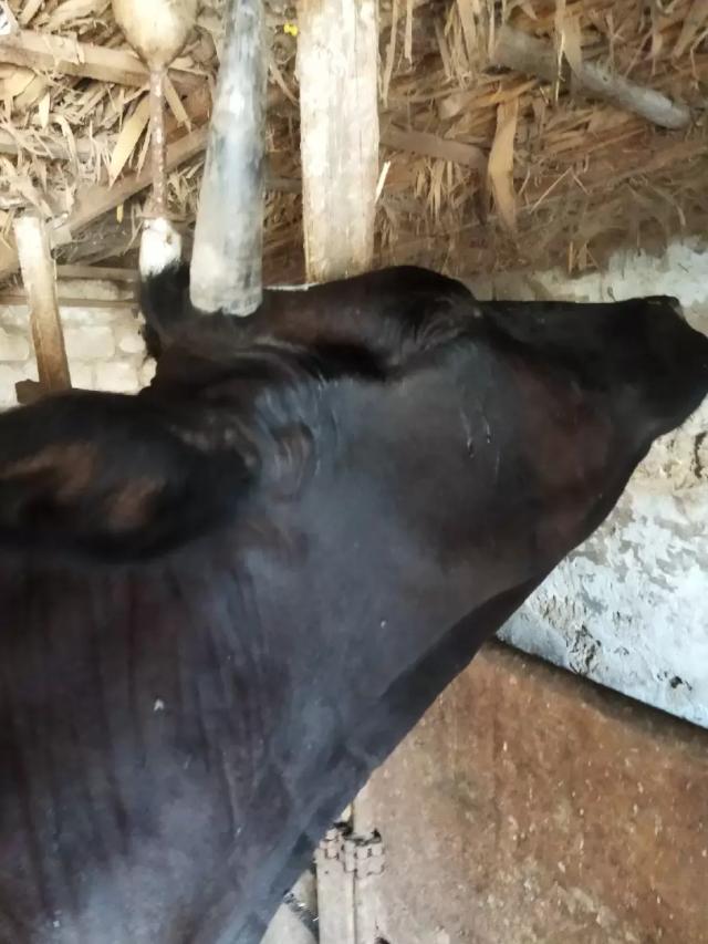 Вопросы из чатов: почему у коровы запрокинута голова? 