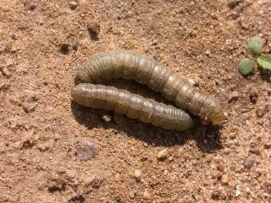 Угроза: Озимая совка