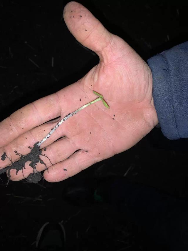 Подсолнечник в минусовом температуре🌻