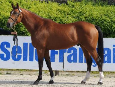 Французская верховая порода (французский сель)