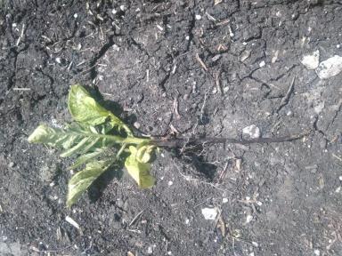 Бактериоз Картофеля. 