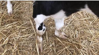 “Эстафета ответов” 