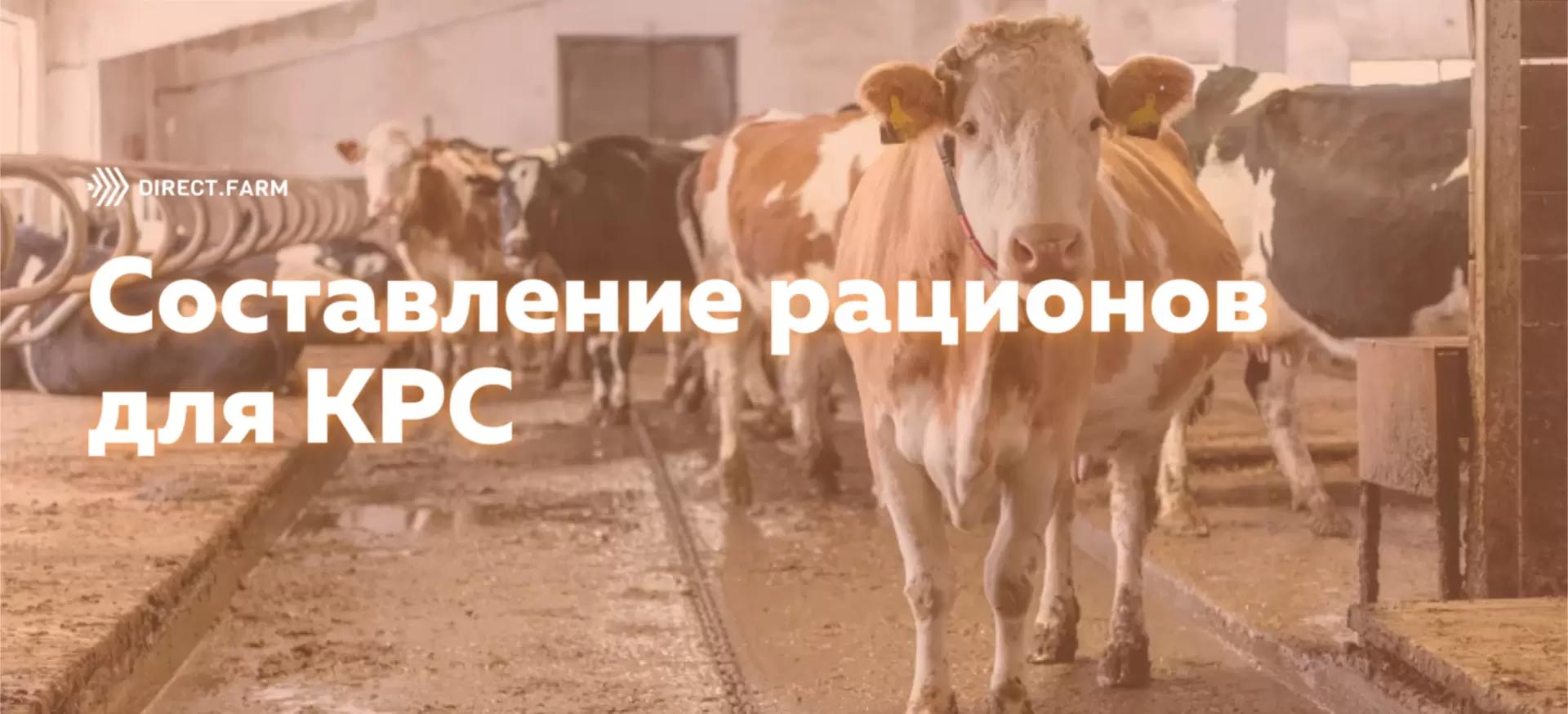 ТОП-6 постов по составлению рационов для КРС
