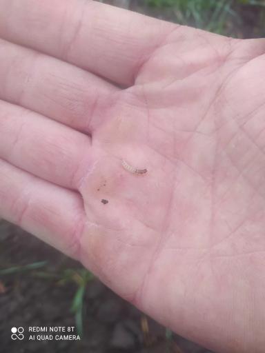 Жужелица На Озимой Пшенице