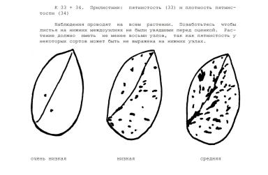 Методика испытания на отличимость, однородность и стабильность гороха