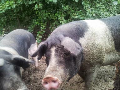 Пржезлетицкая черно-пегая порода свиней