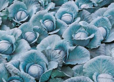 Примеро F1 (PRIMERO)