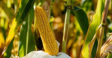 ЛГ 30189 гибрид кукурузы Лимагрейн