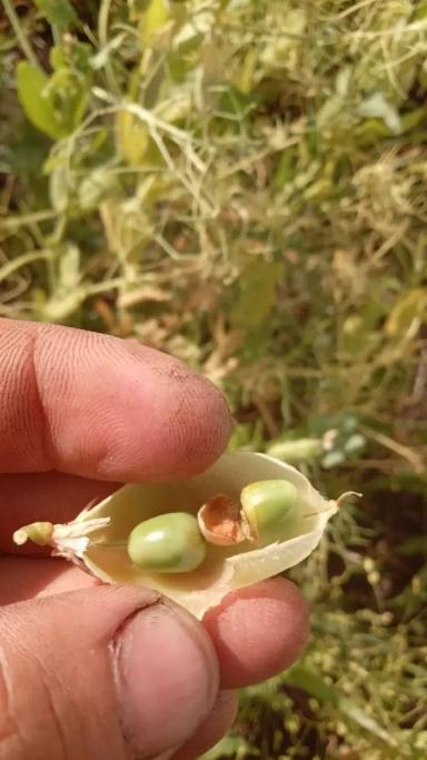 Вопросы из чатов: что за вредитель?