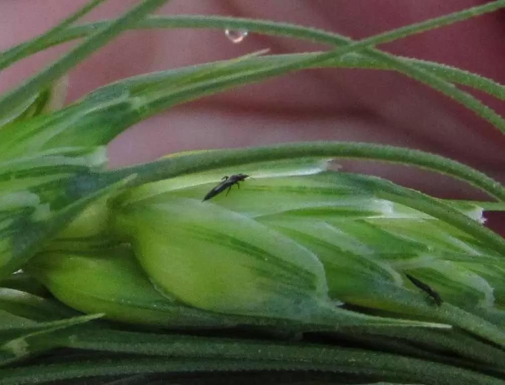 АГРОМОНИТОРИНГ