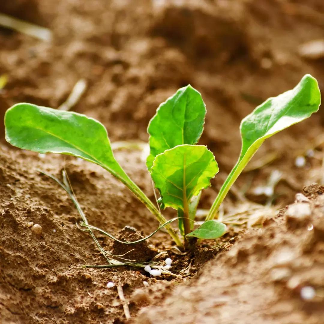Граминициды на широколистных культурах