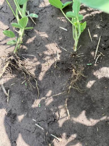 🌱 Промежуточные показатели демопосевов в агроцентре ООО «Казань Агрохимсервис»