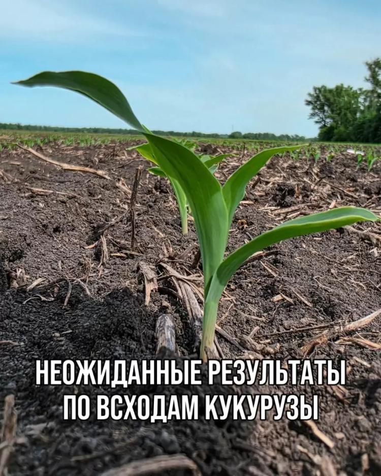 НЕОЖИДАННЫЕ РЕЗУЛЬТАТЫ ПО ВСХОДАМ КУКУРУЗЫ