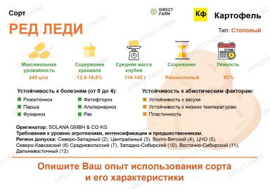 Ред Леди картофель