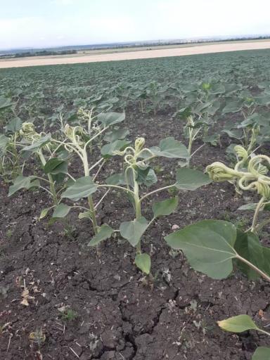 Вопросы из чатов: что с подсолнечником?