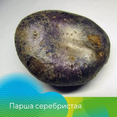 Клубневой анализ картофеля