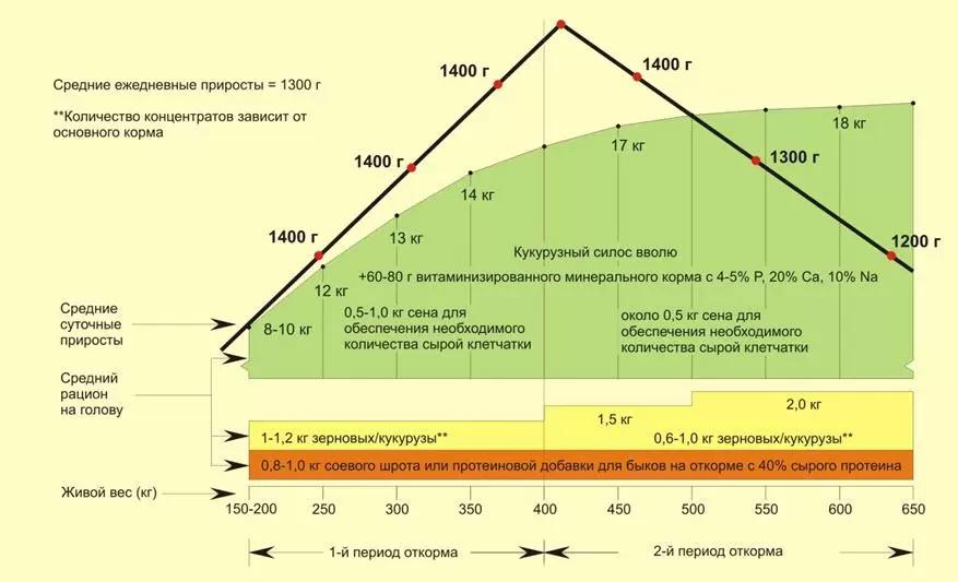 Кормление мясного скота