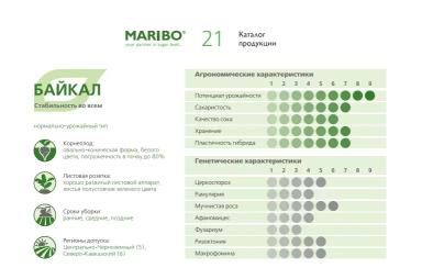 Байкал - гибрид свеклы сахарной (Beta vulgaris L. ssp. vulgaris var. saccharifera Alef.).