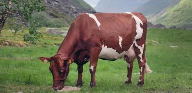 «Норвежский красный» (Norwegian Red) — норвежская порода молочного скота.