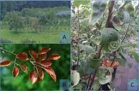 Истощение груши (фитоплазменное заболевание)