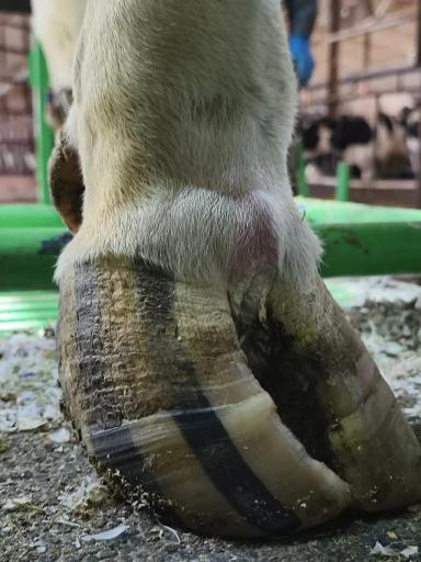 Кормление для здоровья копытец.