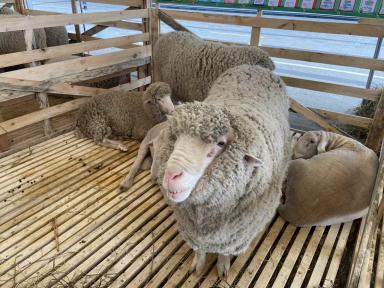 Артлухский меринос - порода овец 