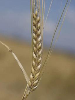 Ячмень яровой Ейфель