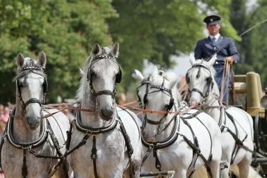 Кладрубская порода 