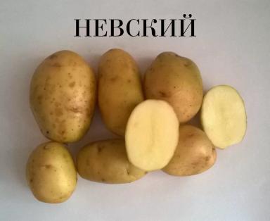 Невский картофель