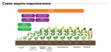 П 62 ЛЛ 109 - гибрид подсолнечника Пионер