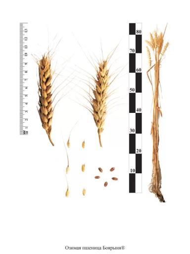 Боярыня сорт озимой пшеницы