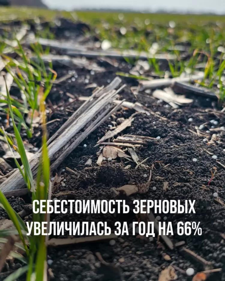 СЕБЕСТОИМОСТЬ ЗЕРНОВЫХ УВЕЛИЧИЛАСЬ ЗА ГОД НА 66%