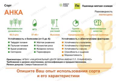 Анка ® сорт мягкой озимой пшеницы